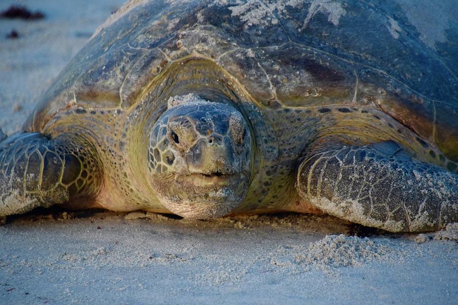 Sandy Sea Turtle Photograph by Eric Edgerton - Fine Art America