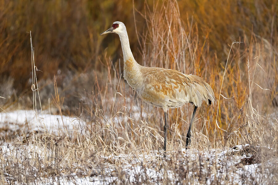 Sandy the Crane Photograph by Lee and Renee Walsh Sandy the Crane Photograph by Lee and Renee Walsh