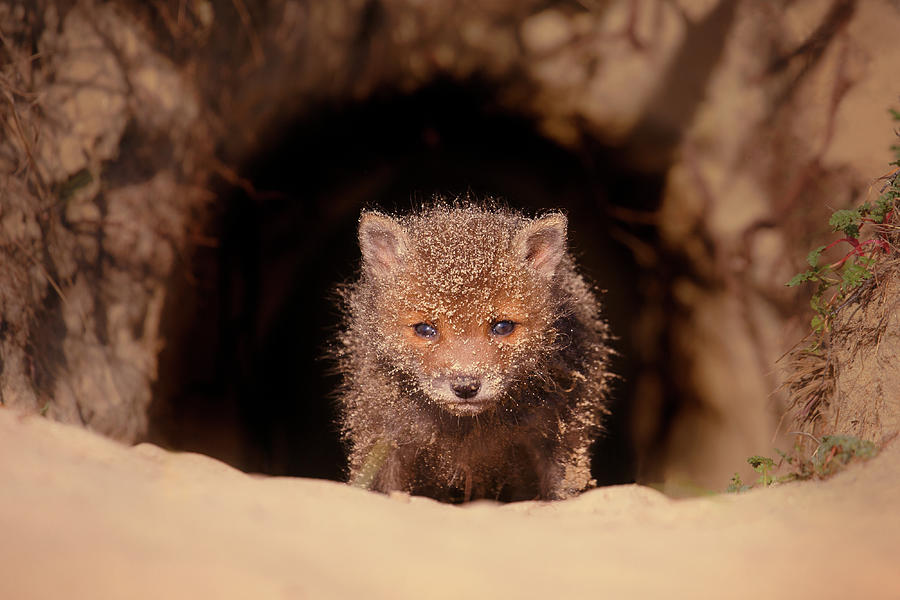Animal Photograph - SandyMan - Baby Fox by Roeselien Raimond