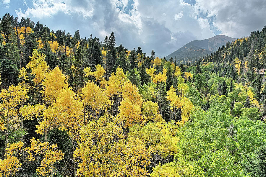 Sangre De Cristo Gold Photograph By JC Findley Fine Art America   Sangre De Cristo Gold Jc Findley 