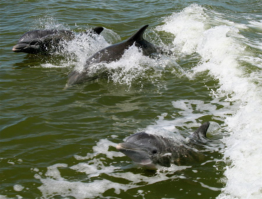 Sanibel Dolphins Photograph by Melinda Saminski