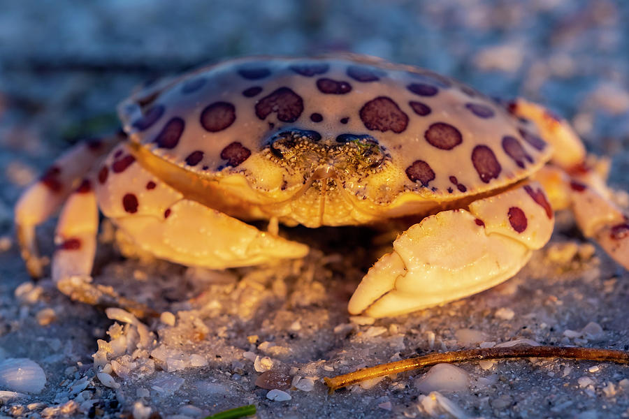 Sanibel Island Beach Crab Photograph by Clint Buhler