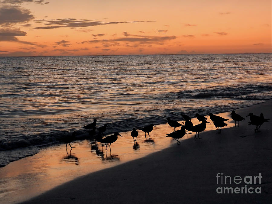 Sanibel Sandpipers at Sunset Photograph by Beth Myer Photography