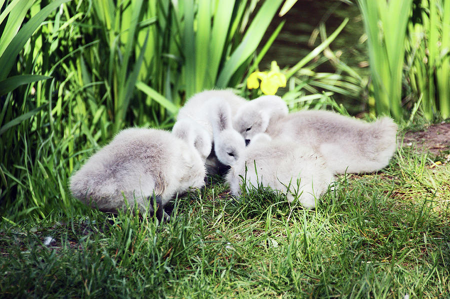 SANKEY VALLEY. Cygnets Ring Photograph by Lachlan Main
