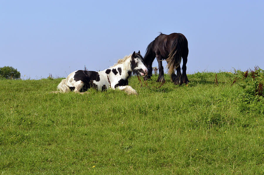 SANKEY VALLEY. Horses In The Field. Photograph by Lachlan Main