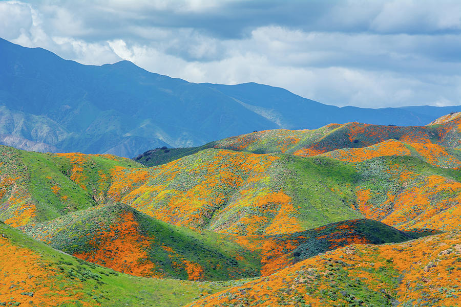 Santa Ana Hills Super Bloom Photograph by Kyle Hanson