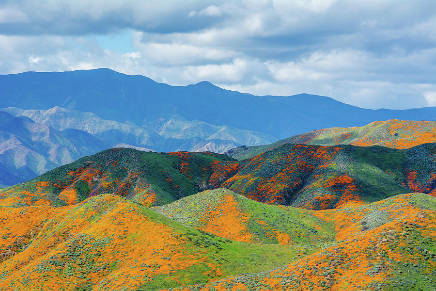 Santa Ana Hills Wildflowers Photograph by Kyle Hanson