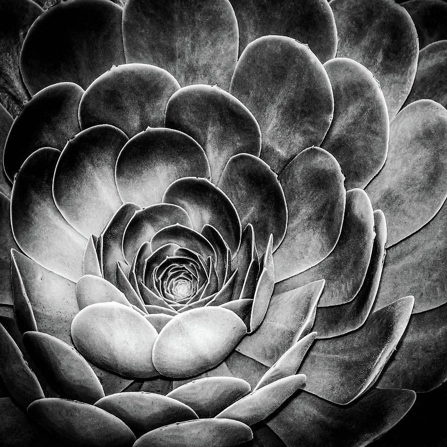 Santa Barbara Succulent #2 Photograph by Jennifer Wright