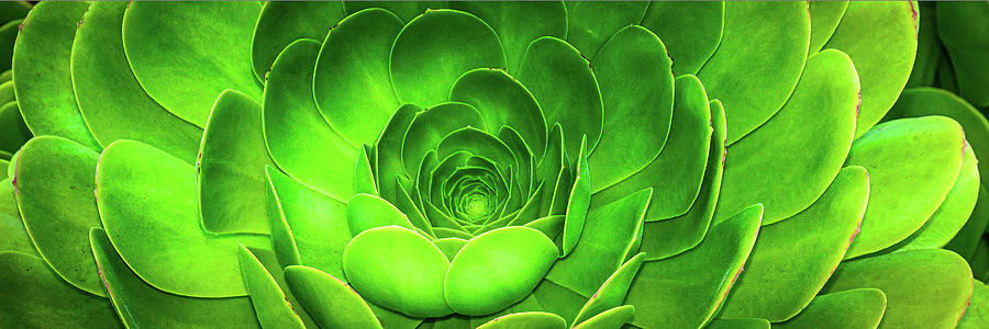 Santa Barbara Succulent #7 Photograph by Jennifer Wright