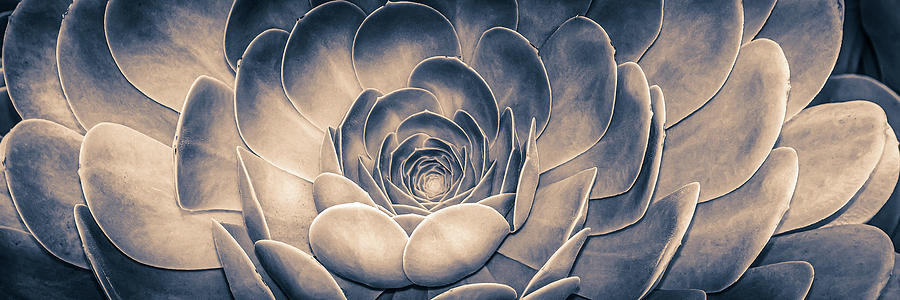 Santa Barbara Succulent #8 Photograph by Jennifer Wright