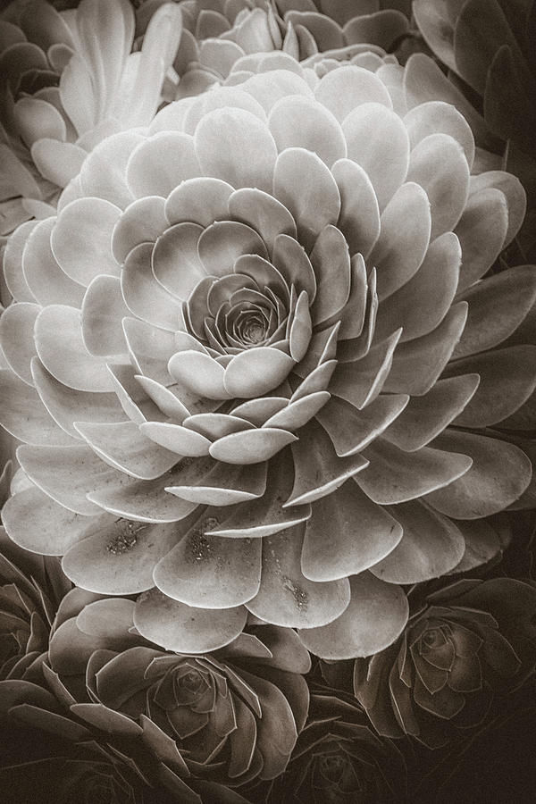 Santa Barbara Succulent#20 Photograph by Jennifer Wright
