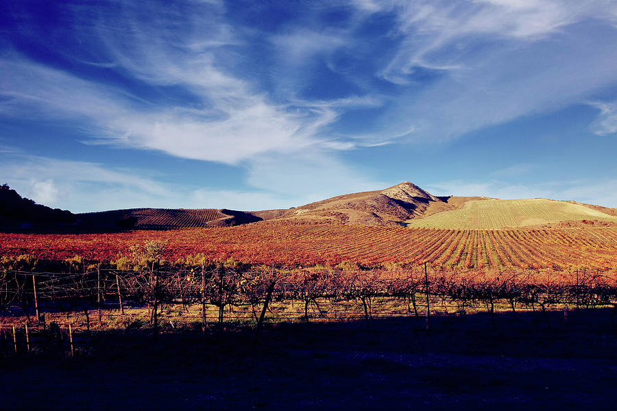 Santa Barbara Vineyards - A Cold Autumn Day Photograph by Walter Fahmy