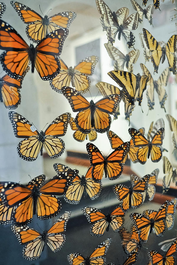 Santa Barbara Wall of Butterflies Photograph by Kyle Hanson