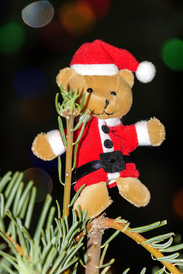 Santa Bear Topping The Christmas Tree Photograph by Her Arts Desire
