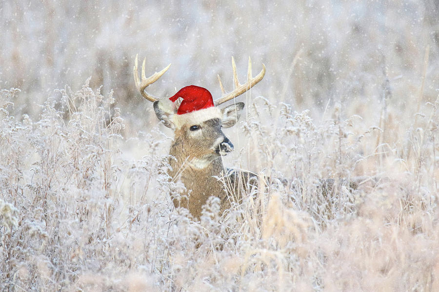 Santa Buck Photograph by Brook Burling