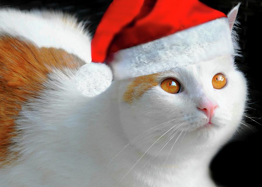 Santa Cat Photograph by Diana Angstadt
