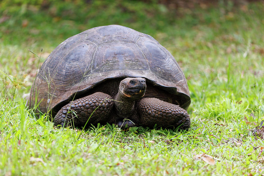 Santa Cruz Giant Tortoise - 2022122004 Photograph by Mike Timmons ...