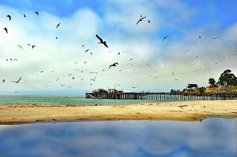Bird Photograph - Santa Cruz Pier View by Marilyn MacCrakin