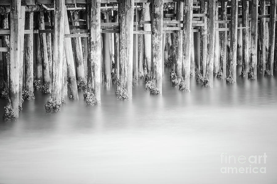 Santa Cruz Wharf Pier Pilings Black and White Photo Photograph by Paul Velgos
