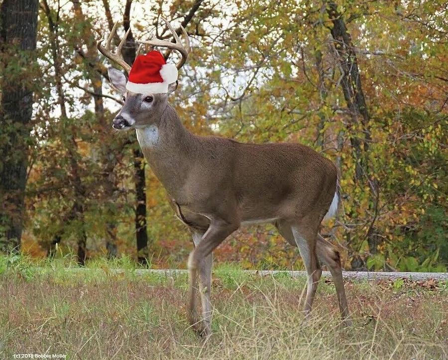 Santa Deer Photograph