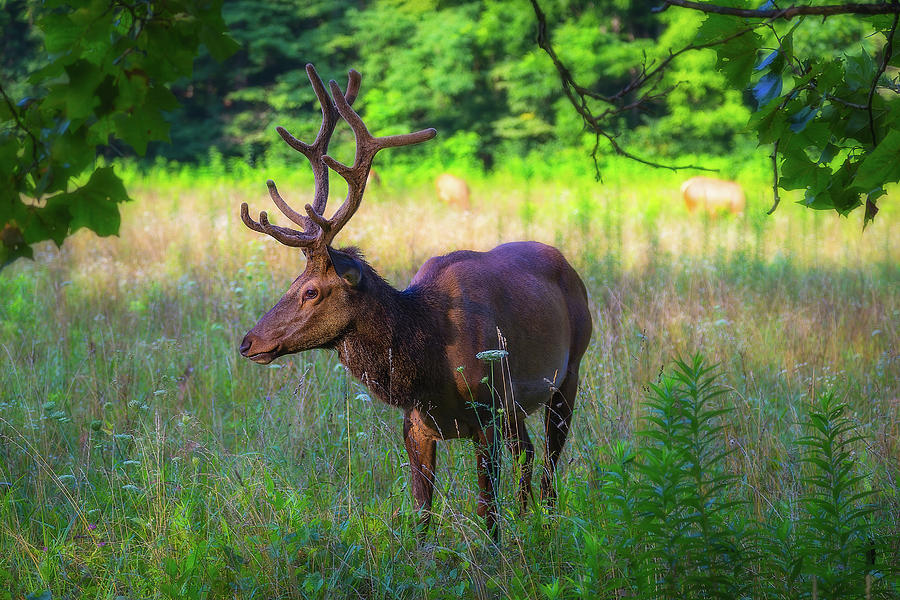 Wildlife Photograph - Santa Deer_Elk by Steve Rich