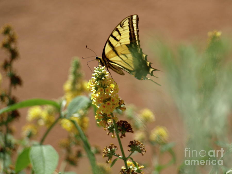Santa Fe Butterfly01 Photograph by Mary Kobet
