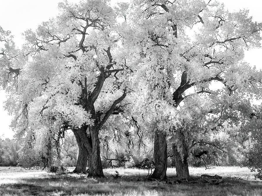 Santa Fe New Mexico Cottonwoods Photograph by Rebecca Herranen