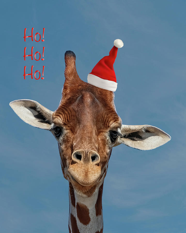 Santa Giraffe - Ho Ho Ho Photograph by Patti Deters