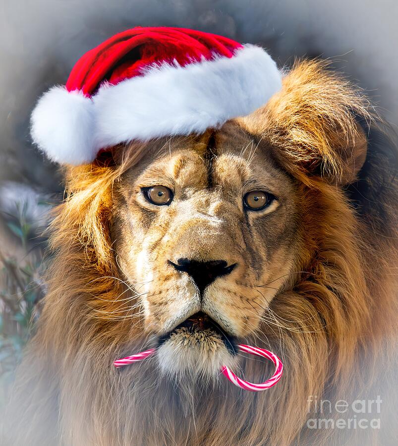 Santa Lion Digital Art by Tammy Keyes - Fine Art America