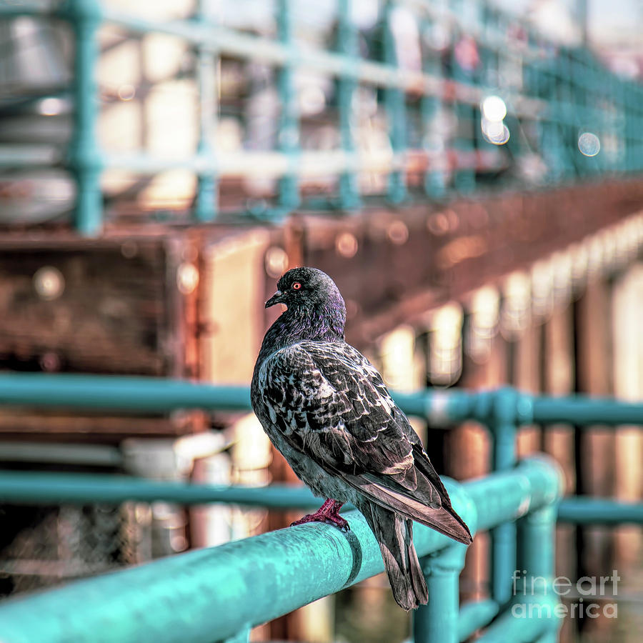 Santa Monica Photograph - Santa Monica Pigeon by Elisabeth Lucas