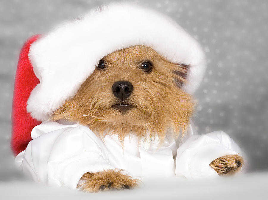 Santa Norwich Terrier Photograph by Susan Stone