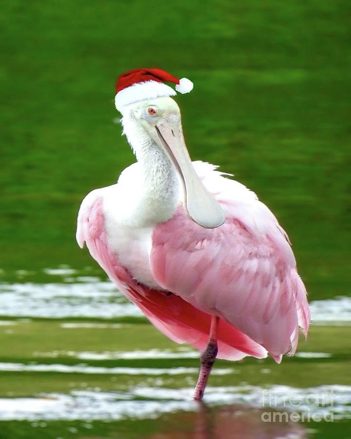 Santa Spoonbill Photograph by Beth Myer Photography