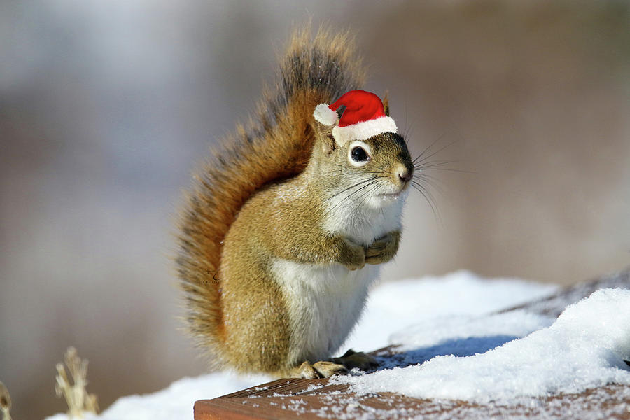 Santa Squirrel Photograph By Brook Burling Fine Art America 3166