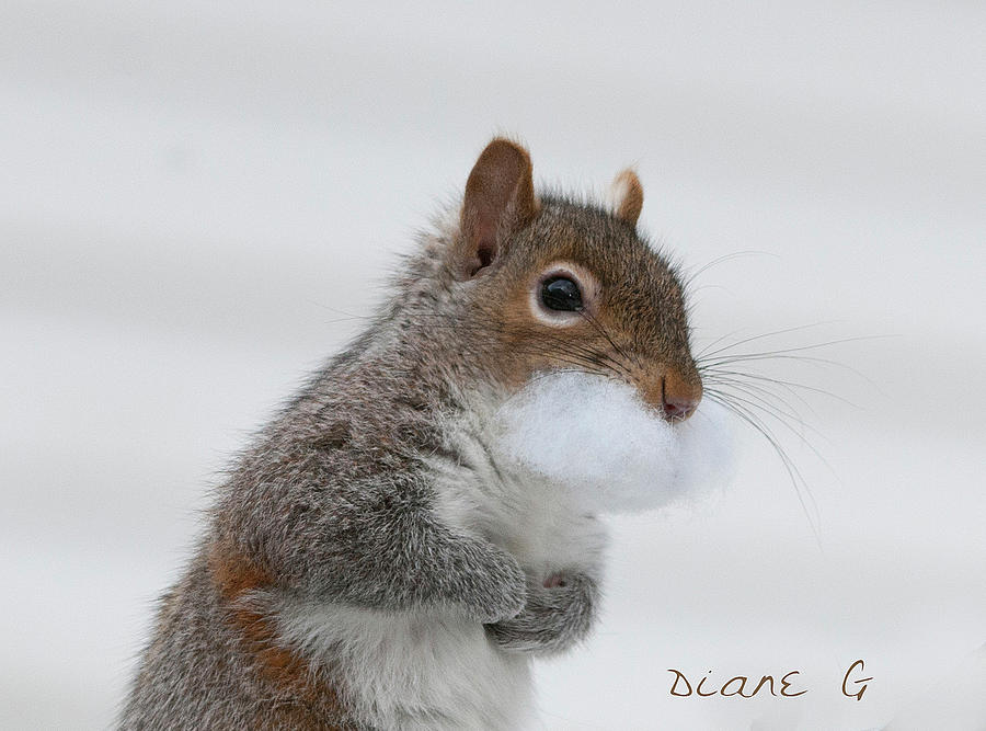 Santa Squirrel. Photograph by Diane Giurco