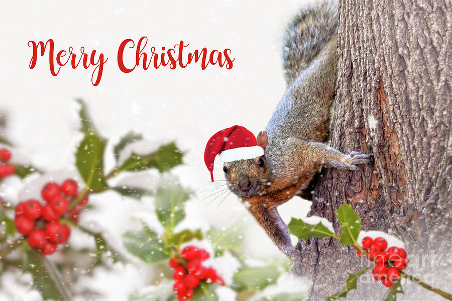 Santa Squirrel Merry Christmas Photograph by Delphimages Photo Creations