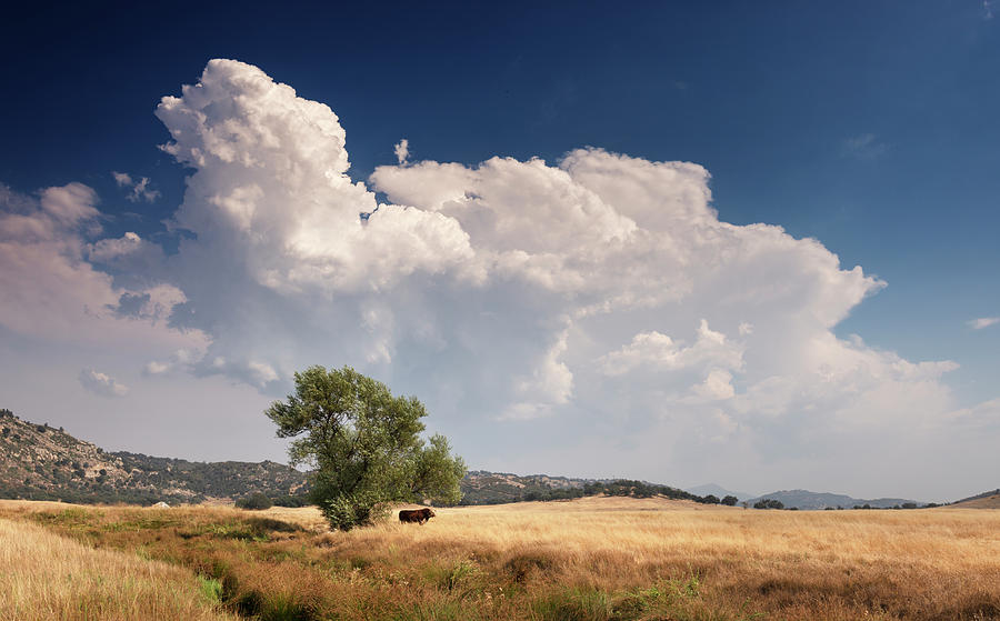 San Diego Photograph - Santa Ysabel Monsoon Clouds and a Cow by William Dunigan