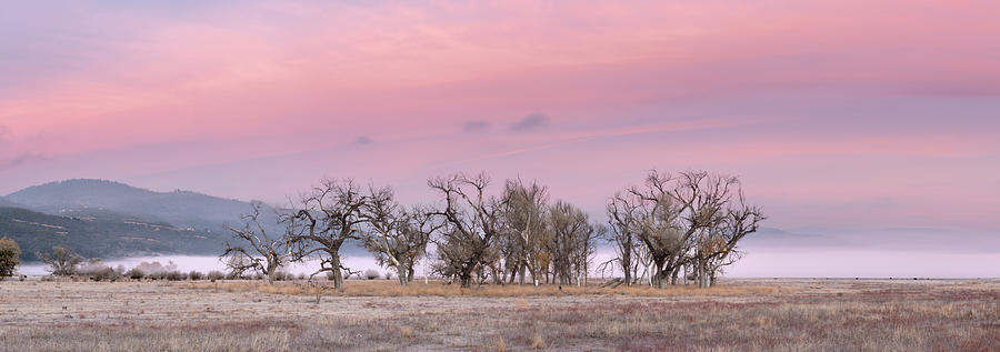 San Diego Photograph - Santa Ysabel Trees and Pink Clouds by William Dunigan