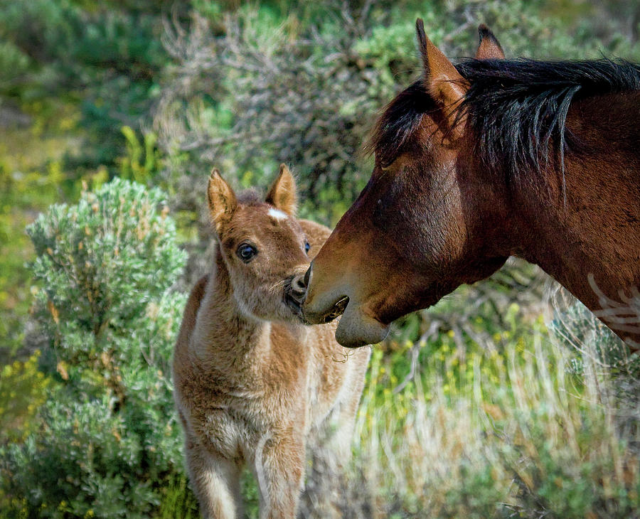Santana and his baby foal talking to him Photograph by Waterdancer