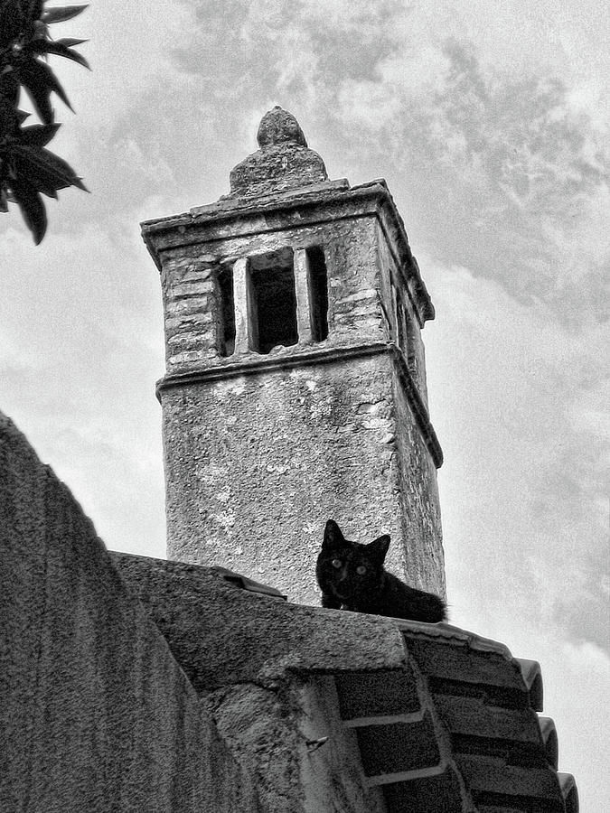 Santarem Cat Photograph by Menega Sabidussi