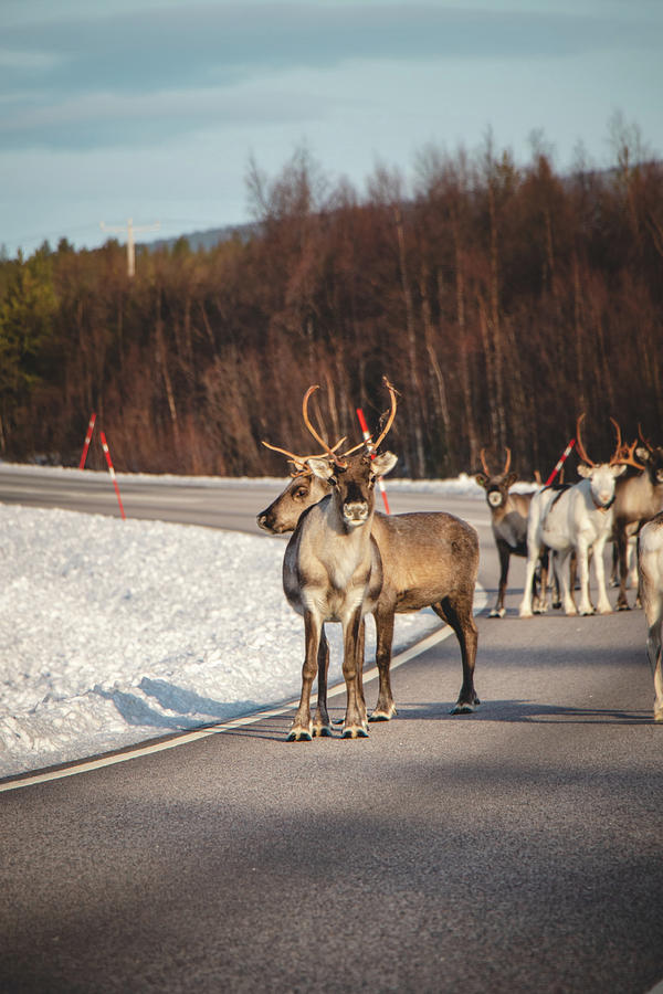 Santas reindeer walks through the Finnish wilderness Photograph by Vaclav Sonnek