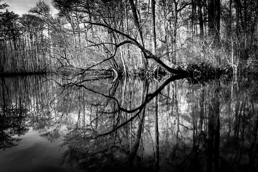 Tree Photograph - Santee River Twins by Norma Brandsberg