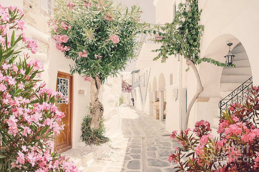 Santorini Greece Mamma Mia Pink Oleander Cottage Wall Art Prints ...