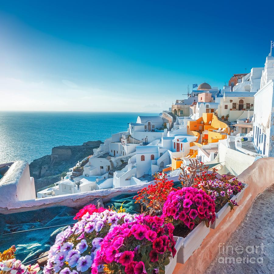 Santorini Greece Pink Flowers Path in Oia Wall Art Prints Photograph by ...