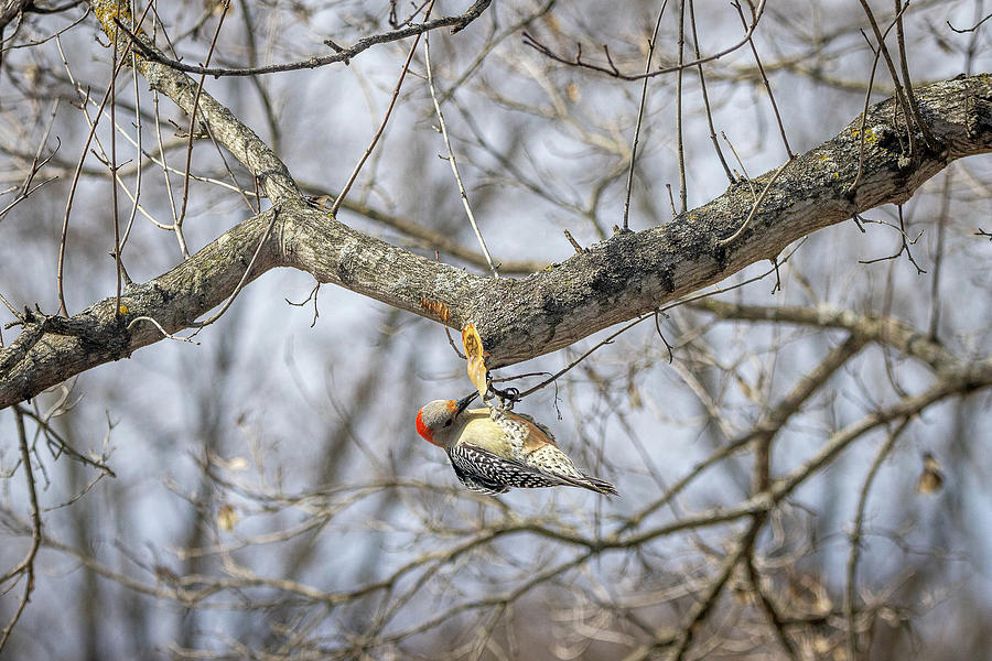 Woodpecker Photograph - Sap Feeding Woodpecker  by Alec Klobuchar