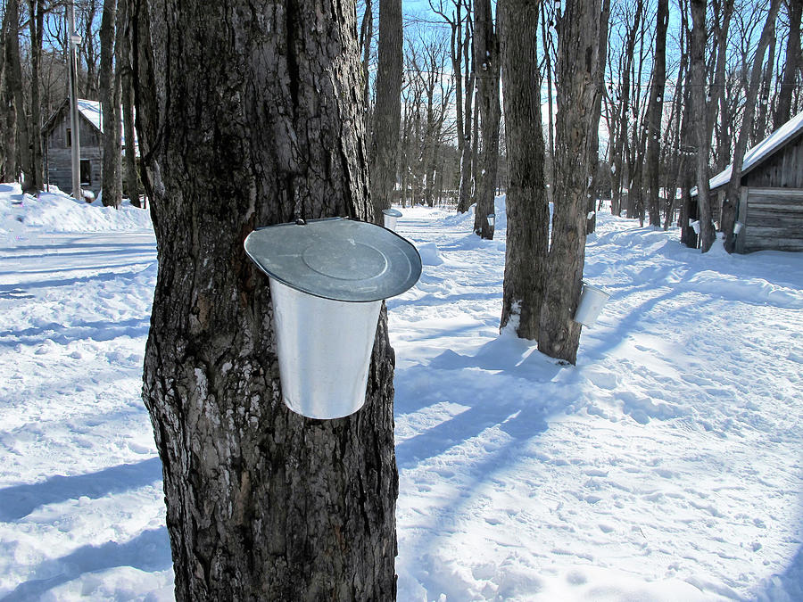 Sap flowing from maple tree Photograph by Nadine Mot Mitchell - Fine ...