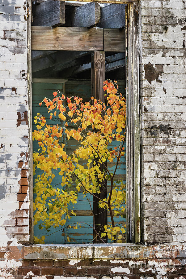 Blue Photograph - Sapling Growing Inside Abandoned Building by John Arnaldi