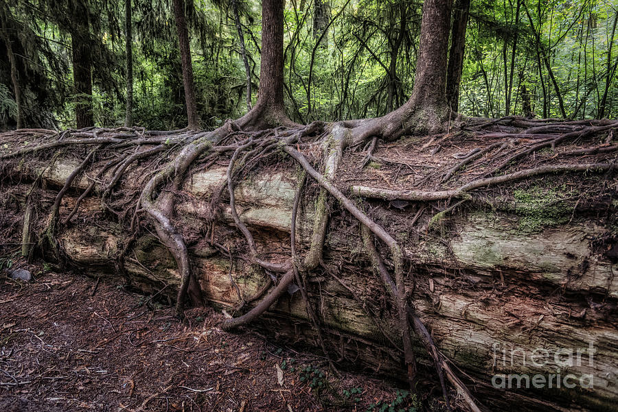 Saplings Growing On Log Photograph by Al Andersen