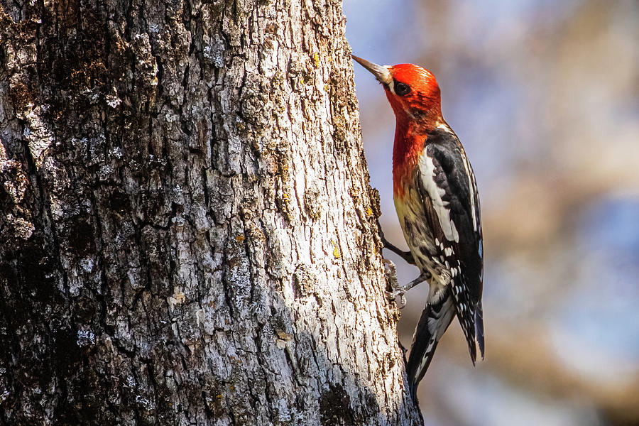 Sapsucker on Oak Tree Photograph by Mike Lee