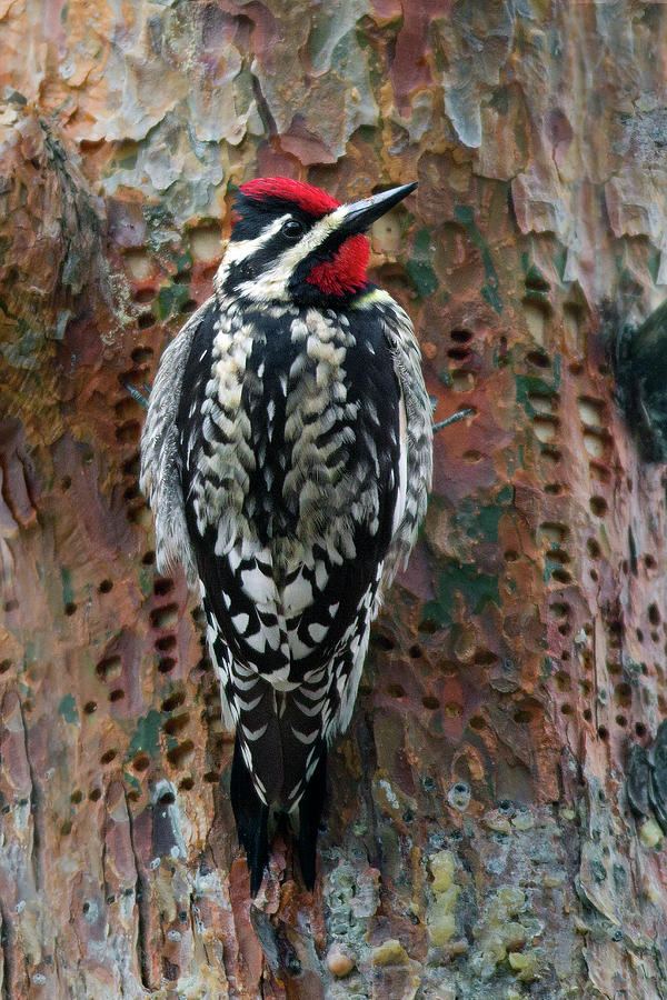 Sapsucker Photograph by Timothy McIntyre