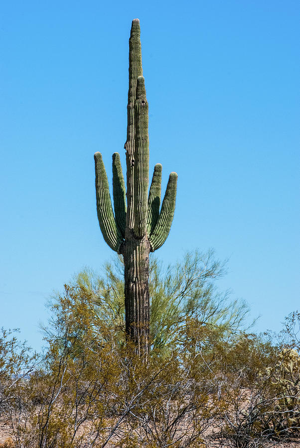 Saquaro Cactus Photograph by Gordon Sarti